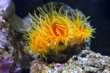 Orange cup coral