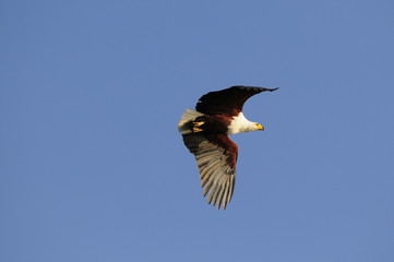 African fish eagle (Haliaeetus vociferoides)