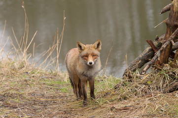 fox