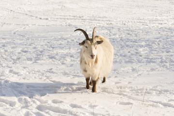 Obraz premium goat in the snow