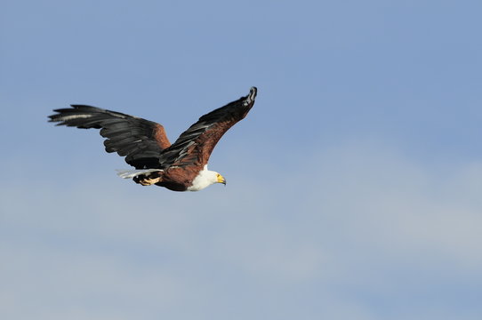 African fish eagle (Haliaeetus vociferoides)