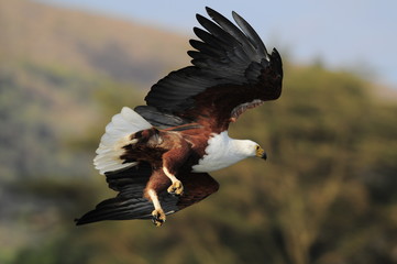 African fish eagle (Haliaeetus vociferoides)