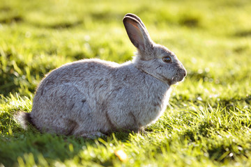 Easter rabbit on fresh green grass