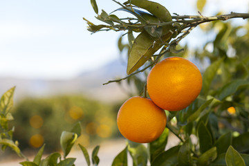 Valencia orange trees