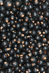 blackcurrant