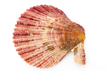 Seashell