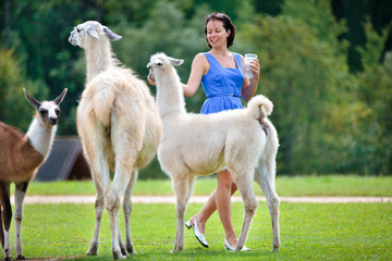 Young attractive woman feeding a group of lama © levranii