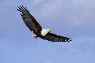 Naklejka premium African fish eagle (Haliaeetus vociferoides)