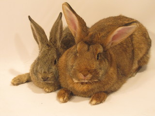 rabbits © Reklamatic