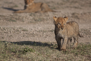 Lion cub
