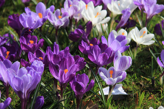 purple and white crocuses in a field