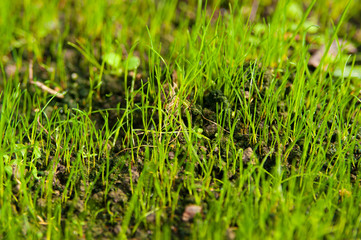 green grass