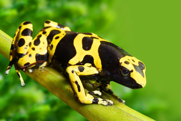 The poison dart frog Dendrobates leucomelas in a rainforest.