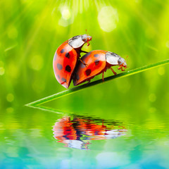 Ladybugs couple on the grass. Love metaphor.