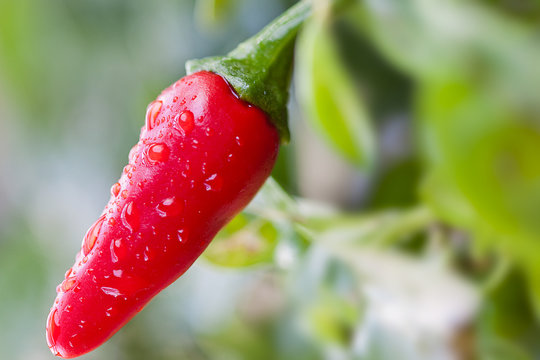 Hot pepper (tip to the left)