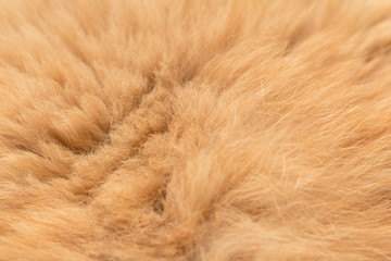 Animal fur texture background