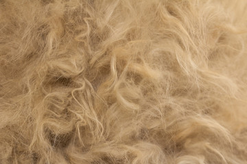 Obraz premium Animal fur texture background