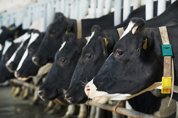 Obraz na płótnie Canvas Stado krów podczas doju na farmie