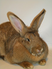 królik © Reklamatic