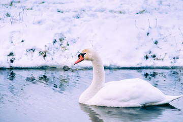 Mute Swan in a cold dutch ditch