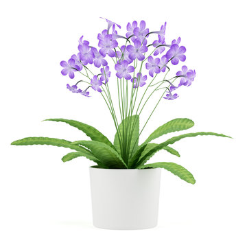 purple streptocarpus flowers in pot isolated on white background