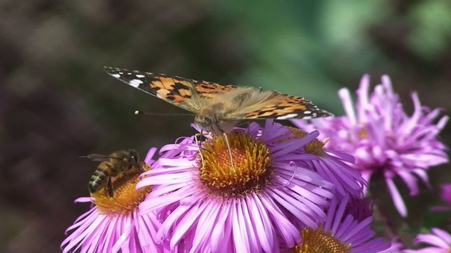 Papillon et abeille