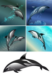 dolphine set