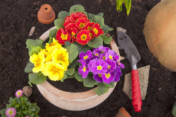 Terrakotta Blumentopf mit Frühlingsblumen bepflanzt
