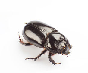 Dung beetle