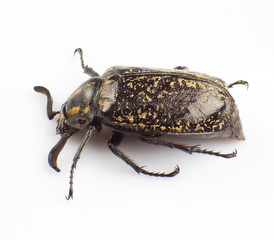 Macular beetle