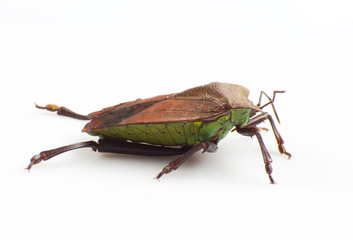 Stink bug