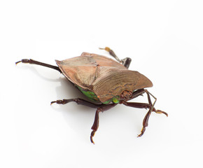 Stink bug