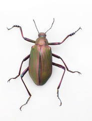 Ground beetle
