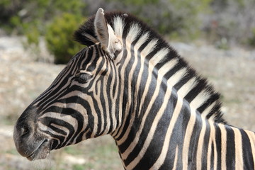 Obraz na płótnie Canvas Juvenile Zebra