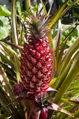 Fototapeta premium Pineapple