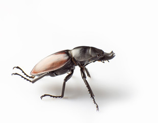 Lucanus