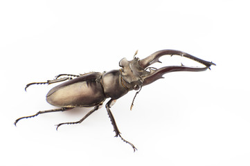 Lucanus hermani Delisle
