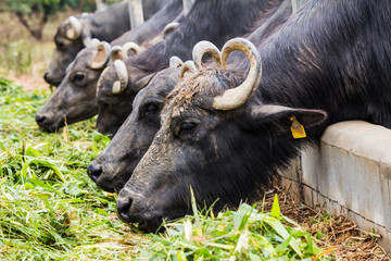 Dairy buffalo eating grass in farm - 49129618