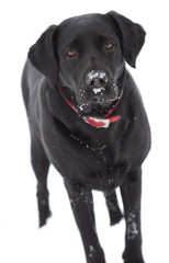 Black labrador dog isolated