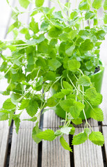 Fresh lemon balm herb in a pot .(Melissa officinalis)