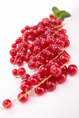 isolated redcurrant