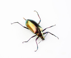 Ground beetle