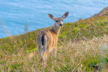 Young californian black-tailed deer looking at the camera