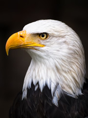 Weiskopfseeadler