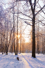 The snow-covered forest in sunny day.