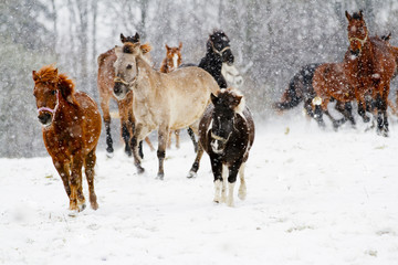 Horses, winter - running herd of horses in the snow