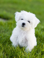 Dog, puppy - cute maltese puppy in the garden
