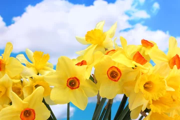 Tableaux ronds sur aluminium Narcisse beautiful yellow daffodils  on blue sky background