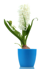 beautiful white hyacinth in blue flowerpot isolated on white
