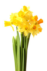 beautiful yellow daffodils isolated on white